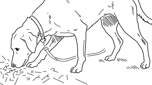 Foto und Illustration von Hunden