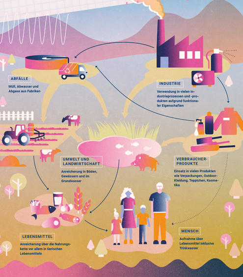Infografik wie PFAS in die Umwelt und den menschlichen Körper gelangen