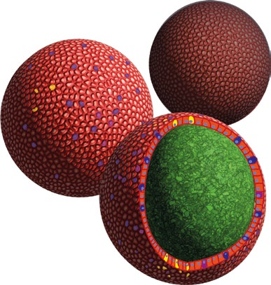 Mikroskopaufnahme Organoid